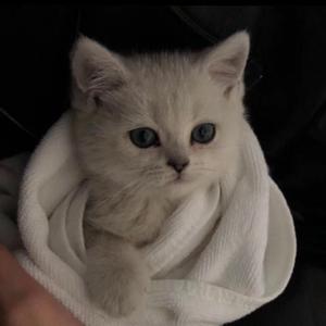 曰本黄色视频专辑
